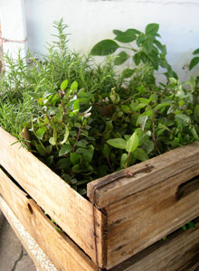 Box of Growing Herbs