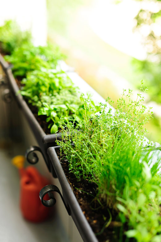 How To Grow Herbs In Pots and other Containers