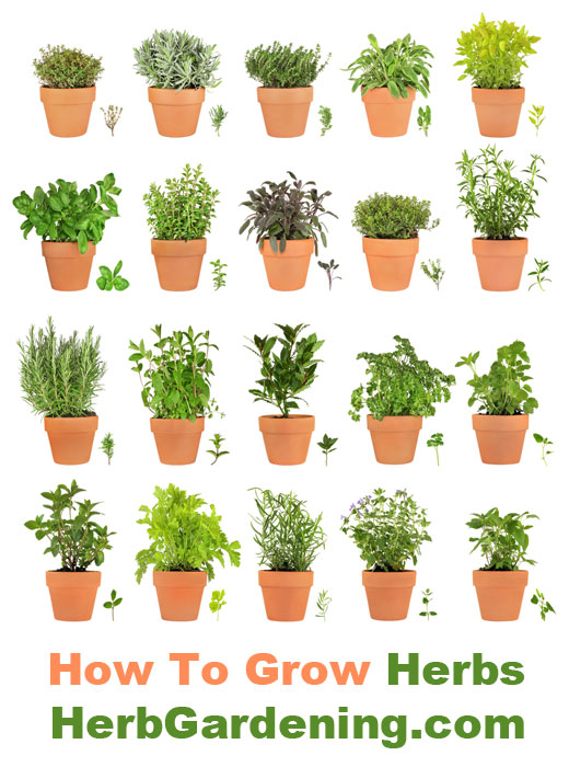 Herbs in containers are easy to grow.