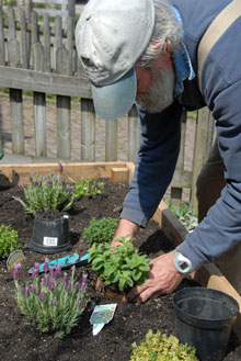 Planting The Herb Garden