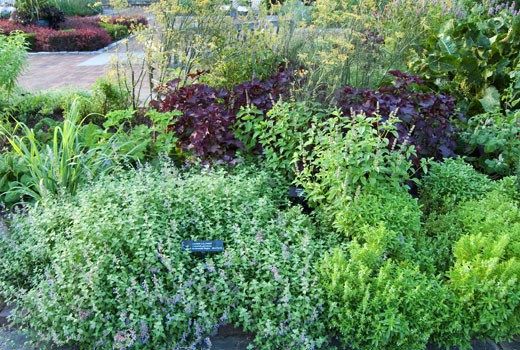 HerbSliderC Growing an Herb Garden