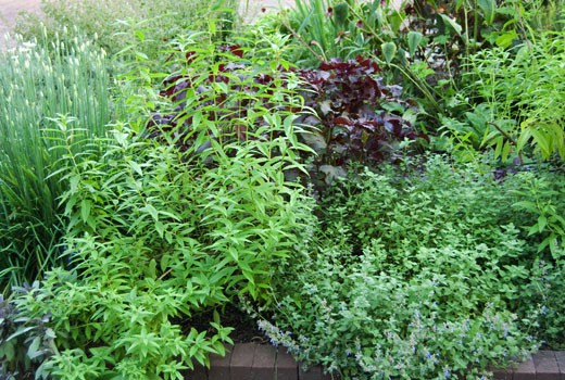 HerbSliderD Grow Your Own Herbs