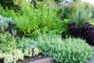 How To Grow Herbs